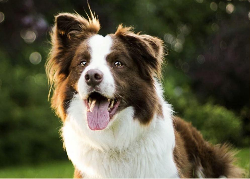 Close-up of an alert brown-and-white Border Collie outdoors, mouth open, looking off to the side, with green foliage behind.